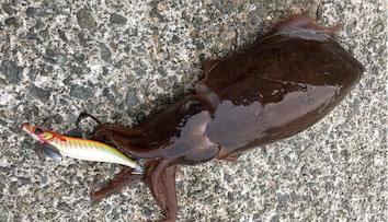 紋甲イカは朝まずめが熱い♪GUNNING-STYLE