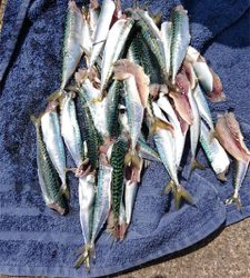 ベイト大量！ハマチ回遊あり！