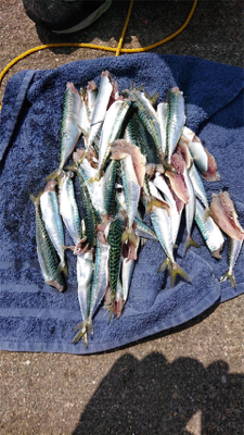 ベイト大量！ハマチ回遊あり！