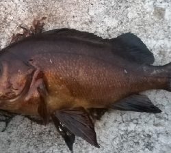 ソルト/メバリング0655〜0730 1835〜1920