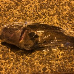 クロソイ　！！