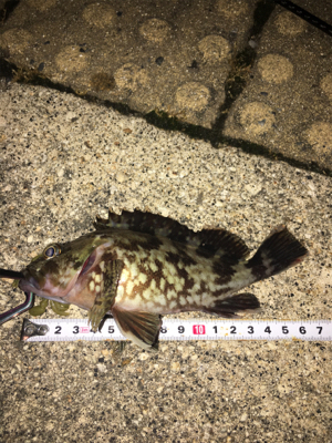 貪欲なタケノコメバル