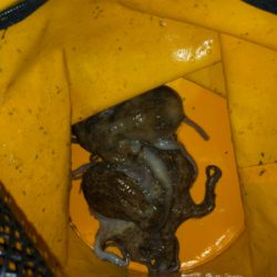 今年初のタコ釣り