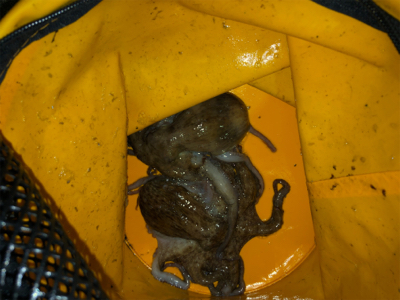 今年初のタコ釣り