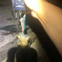 Newロッド墨付け