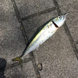 ウルトラライトショアジギング。。。