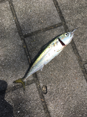 ウルトラライトショアジギング。。。