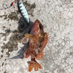 解除明け初釣行