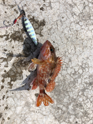 解除明け初釣行