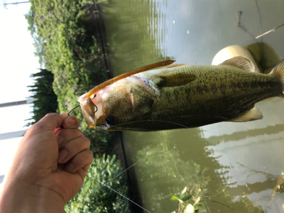 バウヘッド　7gの釣果