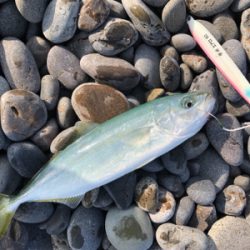 和歌山遠征　ショアジギング