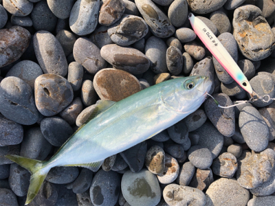 和歌山遠征　ショアジギング