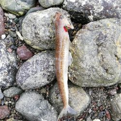 ショアジギング