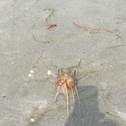 初めて釣れた2目