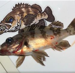 ロックフィッシュアラカルト