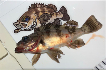 ロックフィッシュアラカルト