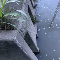 スピナーベイト　ブラックバス