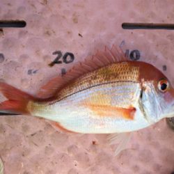 マイボートでタイラバ釣行