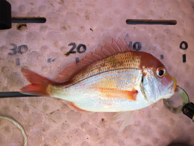 マイボートでタイラバ釣行