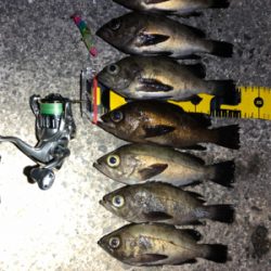 満月メバリング