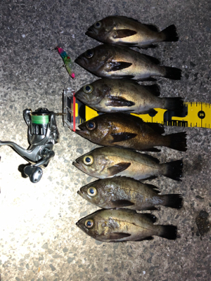 満月メバリング