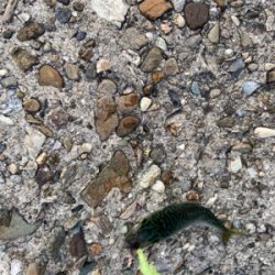 ガシラサバマイワシ祭り^_^