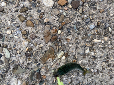 ガシラサバマイワシ祭り^_^