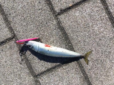 豆サバすらも。。。ULSJで何とか(涙)