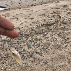 砂浜でキス釣り