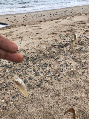 砂浜でキス釣り