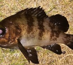 メバリング1845〜1930