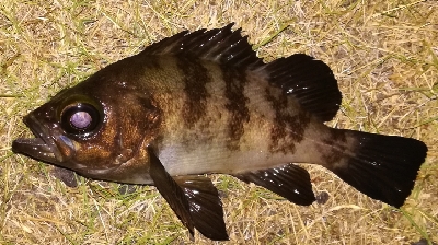 メバリング1845〜1930