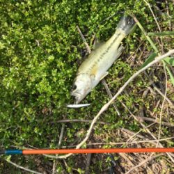 小バスと戯れました。