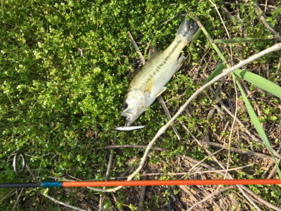 小バスと戯れました。