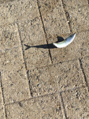 とうとう豆サバも渋く。。。