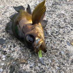 メバリング？シーバス？