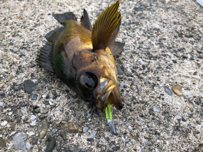 メバリング？シーバス？