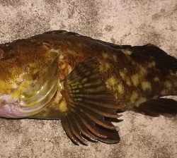 メバリング1835〜1925