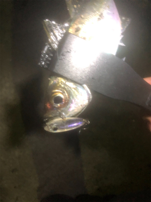 深夜からのアジング