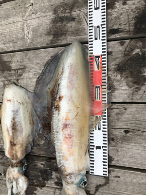 3.3キロ釣れたよー