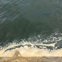 オクトパッシング、まだ早かった。。。