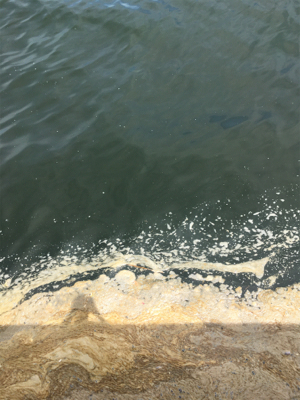 オクトパッシング、まだ早かった。。。