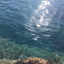 エギング2時間釣行