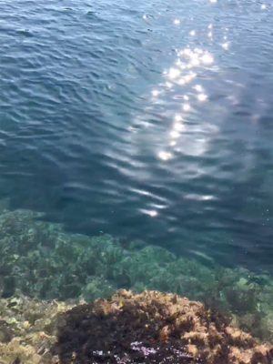 エギング2時間釣行