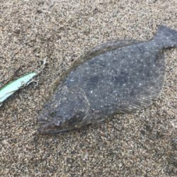 ヒラメ釣行！好調継続です！