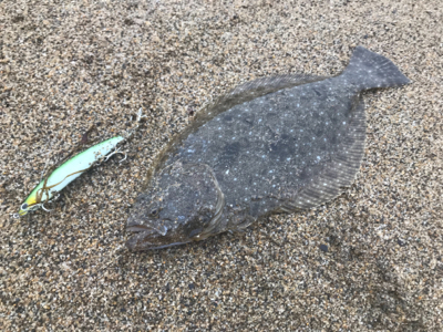 ヒラメ釣行！好調継続です！