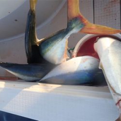 鳥山ドッサリ夕まずめ