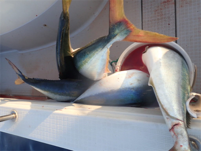 鳥山ドッサリ夕まずめ