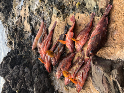 梅雨入り前のボート釣り