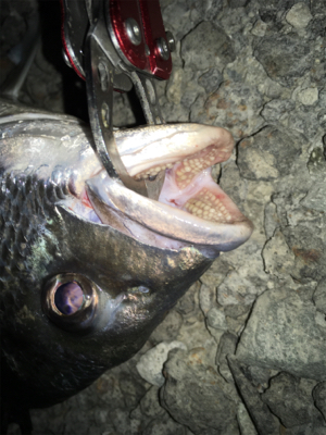 梅雨に入る前に